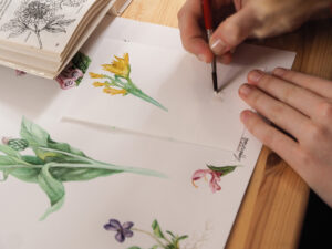 Pflanzenmalkur Floral Sketching im KunstWerk Leipzig bei Marie Milling